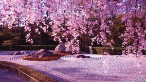 на снимката: цъфнали вишни в Япония; източник: http://www.premium.bg