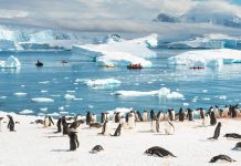 Антарктида, едно от най-отдалечените места на Земята, кипи от живот Антарктида