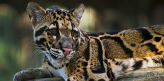 Животински видове