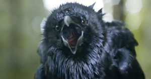 game-of-thrones-three-eyed-raven