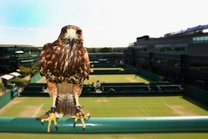 WIMBLEDON, ENGLAND - JUNE 29:  Rufus the resident Harris Hawk keeps the courts pigeon free on Day Seven of the Wimbledon Lawn Tennis Championships at the All England Lawn Tennis and Croquet Club on June 29, 2009 in London, England.  (Photo by Ian Walton/Getty Images)