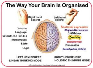 Функции на човешкия мозък