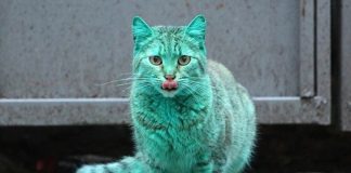 зелена котка