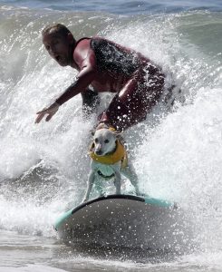 куче сърфист