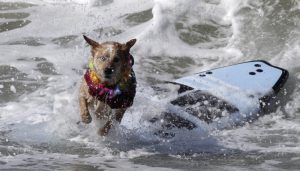 куче сърфист