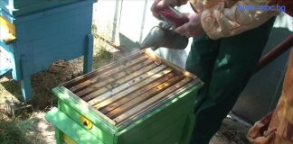 Държавен фонд "Земеделие" преведе близо 800 000 лева на 71 земеделски стопани с одобрени заявления по направление „Биологично животновъдство” от мярка 11 "Б