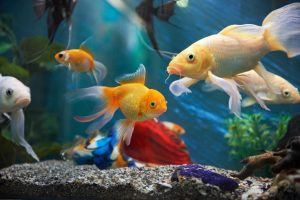 Риби в аквариум