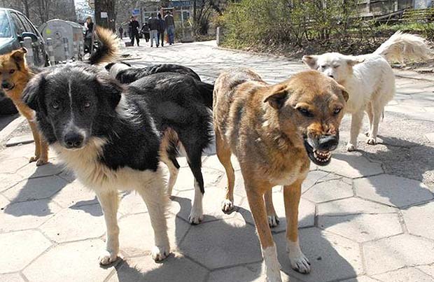 Глутница кучета уби жена в Долна Оряховица 10 животни нападнали