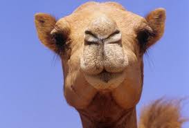 камила