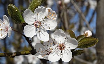 пролет, време, прогноза, температурите