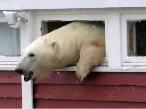 Polar-Bear-Svalbard