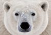 Polar_Bear_head