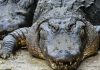 aligator