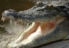 crocodile-1