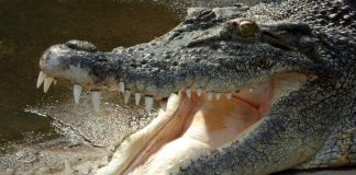 crocodile-1
