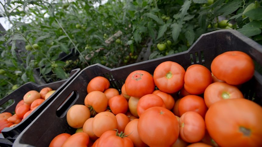 Турция спря износа на домати за Европейския съюз след земетресението