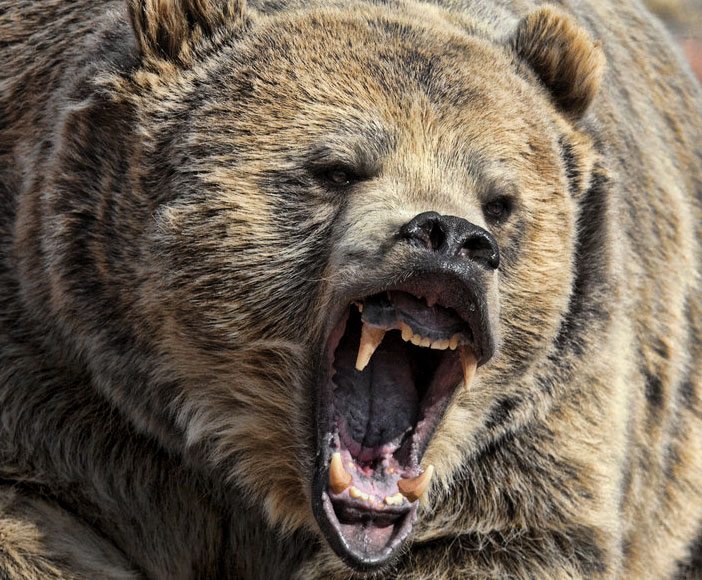 Разрешен е отстрелът на мечка извършила поредица от нападения върху