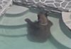 Bear_bas