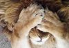 Lion_cry