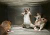 Mice