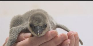 бебе-пингвин