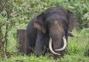 Elephant Large