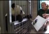 Panda_paint