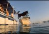 dog_swim