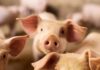 Pigs
