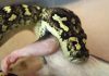 Python eating