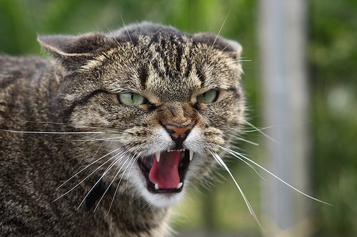 angry-cats-_