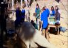 Elephant_surgery