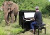 Слонове, пианист