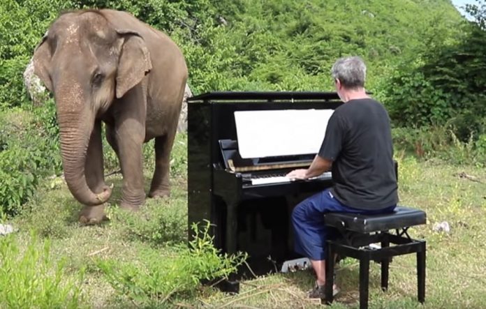 Слонове, пианист
