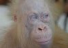 орангутан, албинос