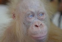 орангутан, албинос