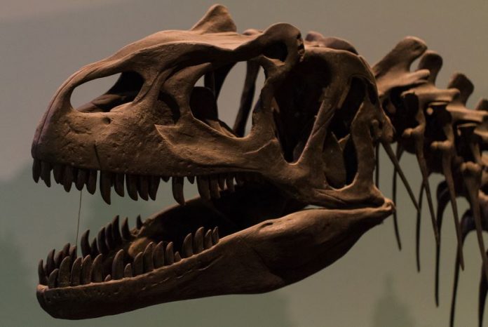 динозавър, фосил