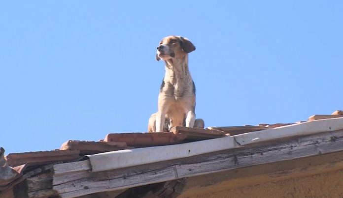 куче, покрив