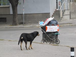 бездомни кучета