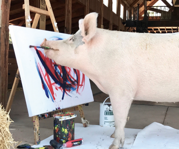 свиня, Пигкасо, художник