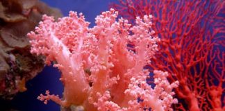 корали