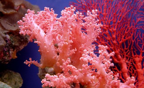 корали