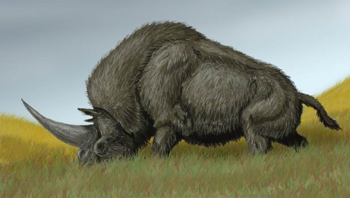 древен носорог
