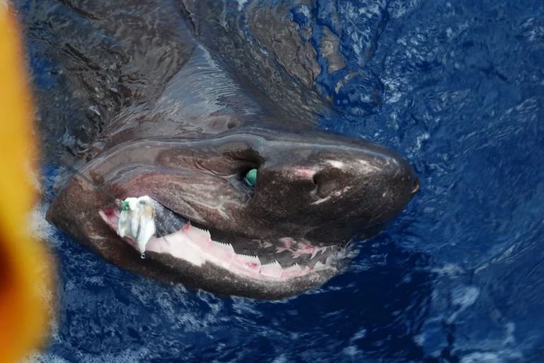 Руснак бе убит от акула в Червено море край бреговете