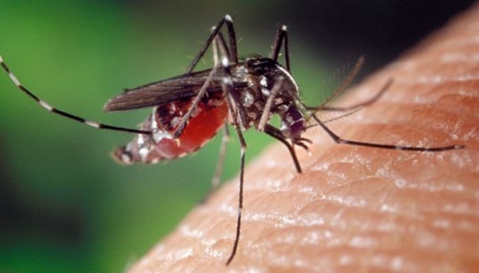 Комарите обичат Ким Заринс. Предпочитанията на насекомите към Заринс, професор