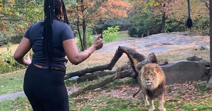 Нюйоркската полиция издирва посетителка на зоопарка в Бронкс, танцувала на лъва