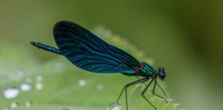 насекомите