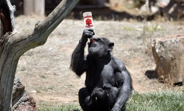 маймуни, алкохол, еволюция