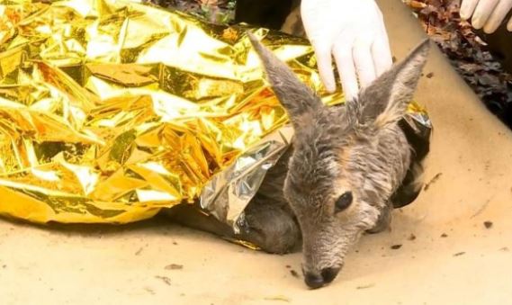 9 сърни са били отровени в зоопарка в Благоевград 5