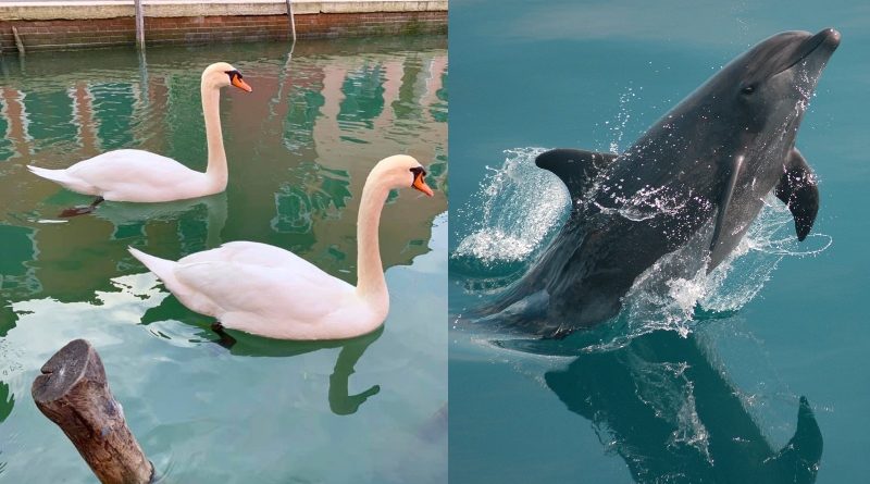 Венеция, делфини, лебеди